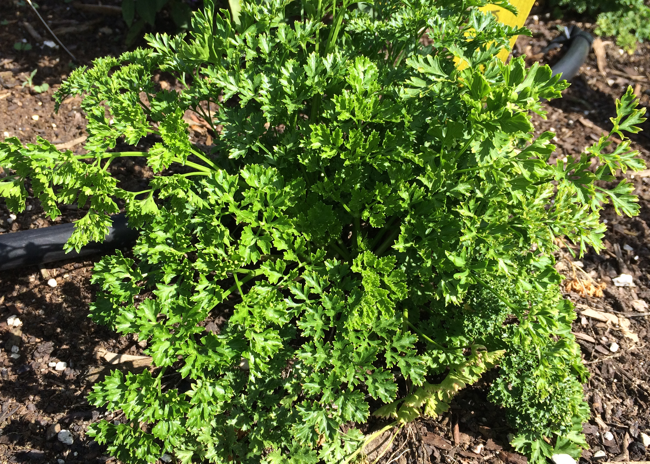 Several herbs thrive in the cool season 